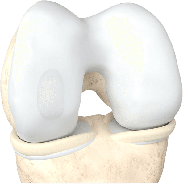 Cartilage illustration right